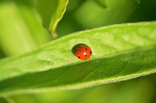 Free Ladybug Animal photo and picture