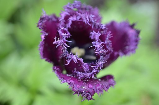 Free Tulip Natur photo and picture