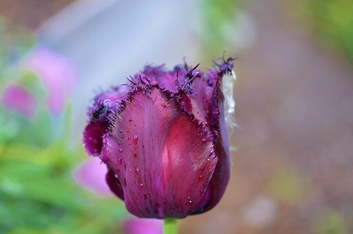 Free Tulip Beautiful Flowers photo and picture