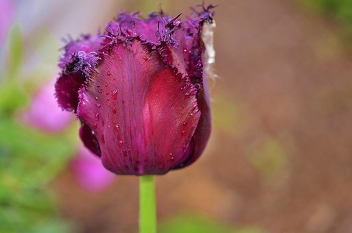Free Tulip Flower Background photo and picture