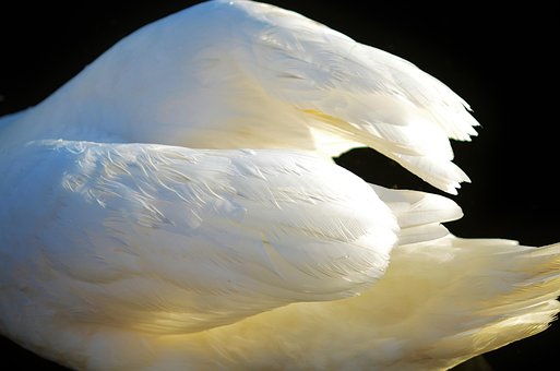 Free Wing Animal photo and picture