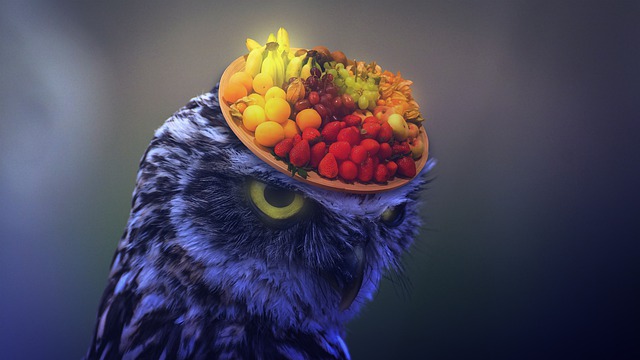 Free fruits owl fantasy illustration
