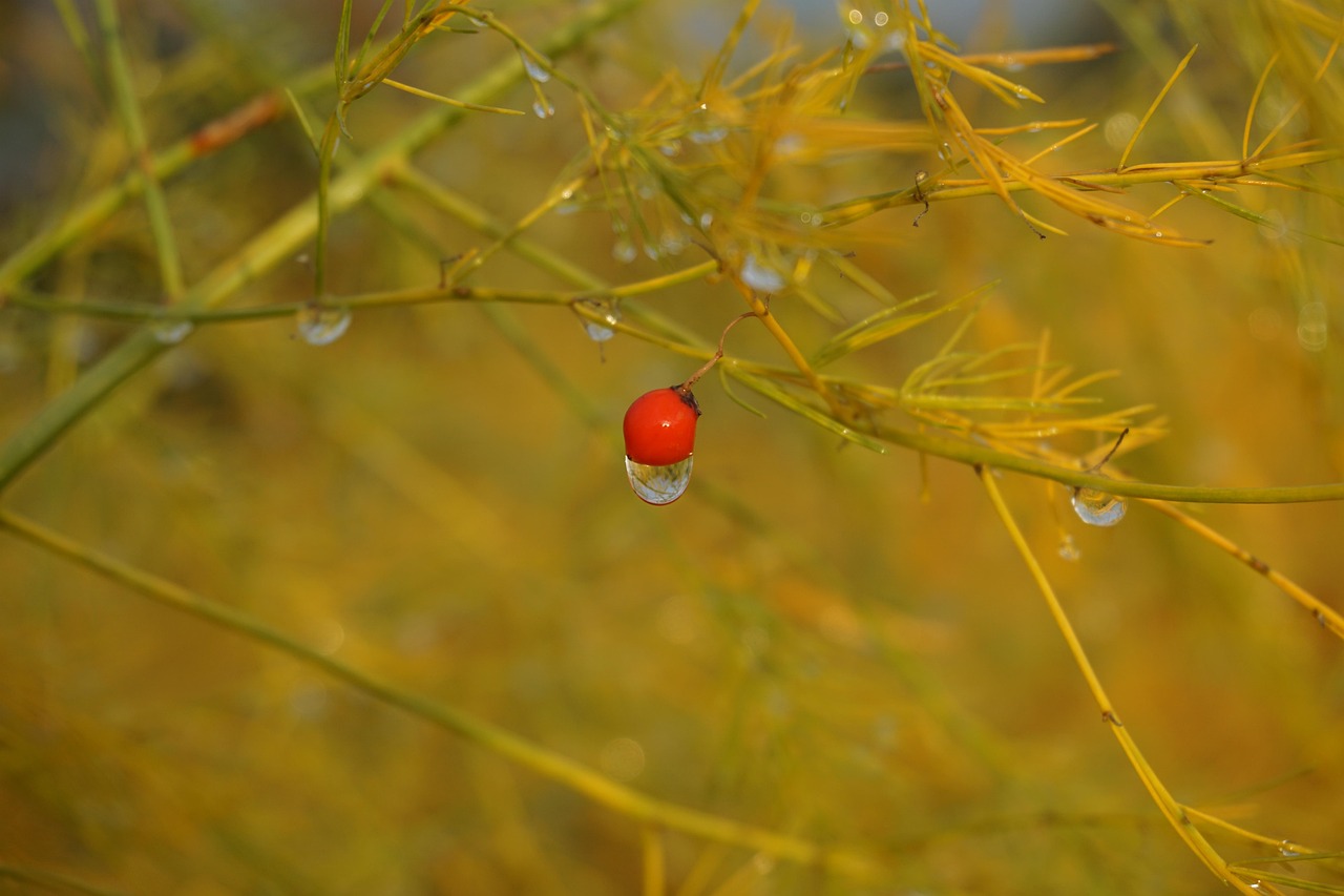 秋の色 秋 雨 - Pixabayの無料写真