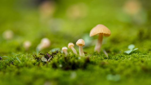 Cogumelo, Natureza, Macro, Margeriten