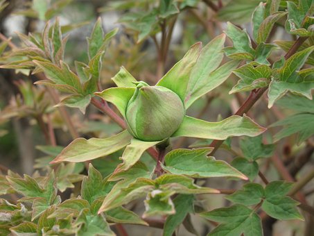 Free Rose Rosebud photo and picture