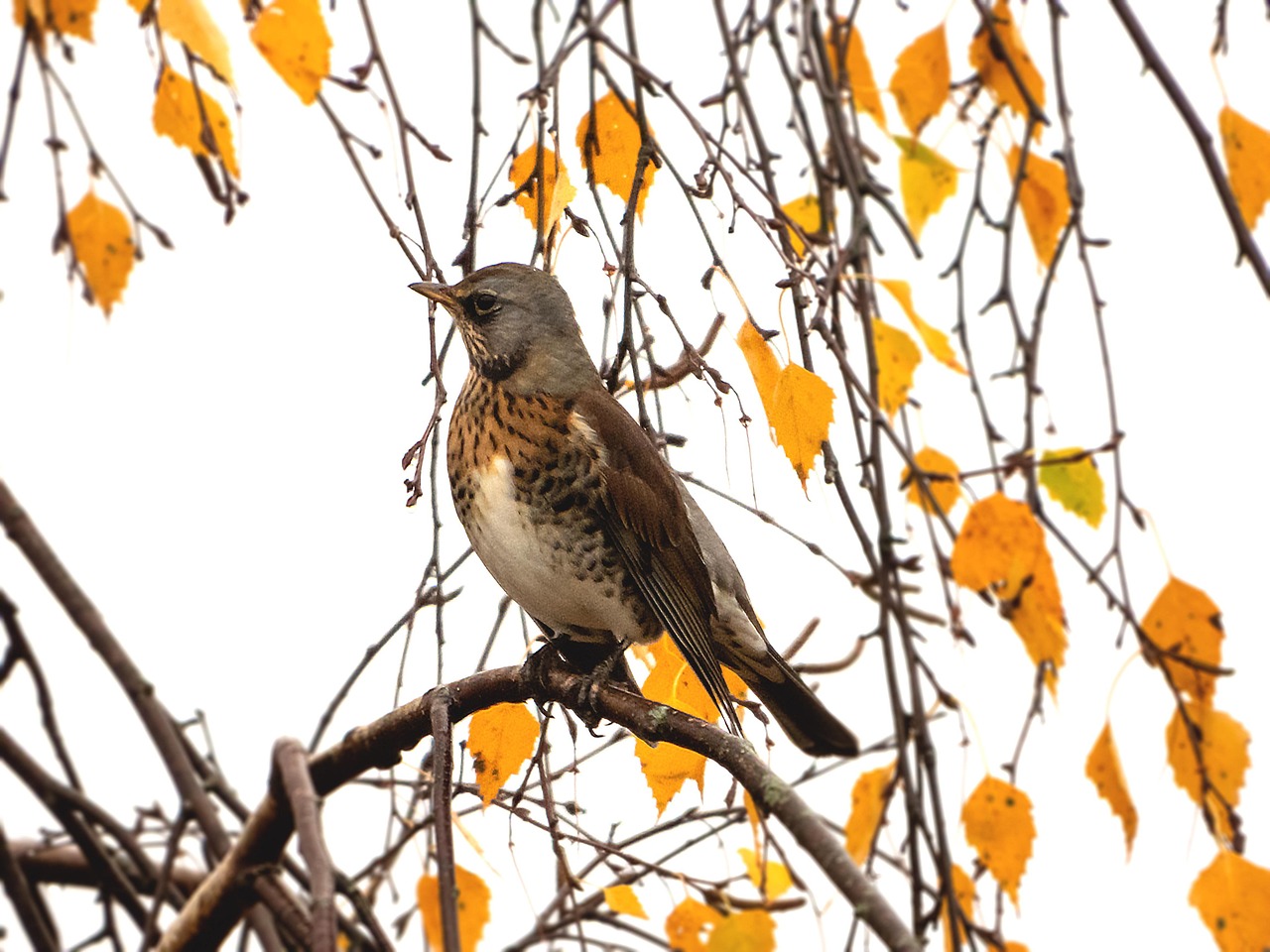 Nature - free online jigsaw puzzle photo