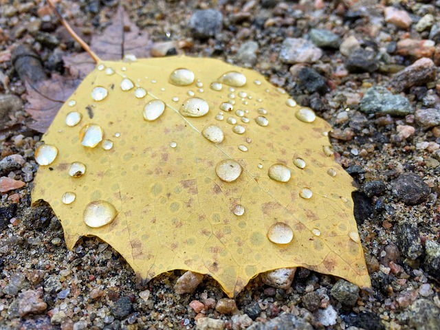 Free Leaf Fall photo and picture