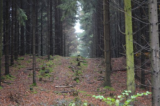 Free Forest Nature photo and picture