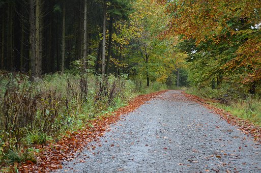 Free Forest Path photo and picture