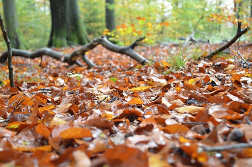 Free Forest Fall photo and picture