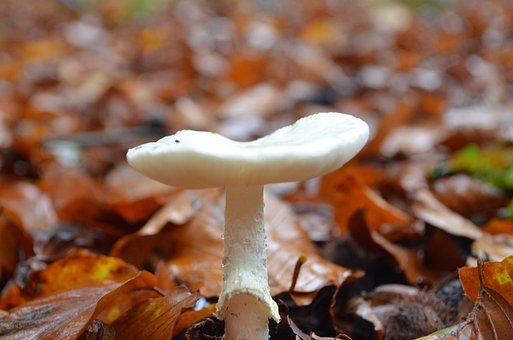 Free Mushroom Fall photo and picture