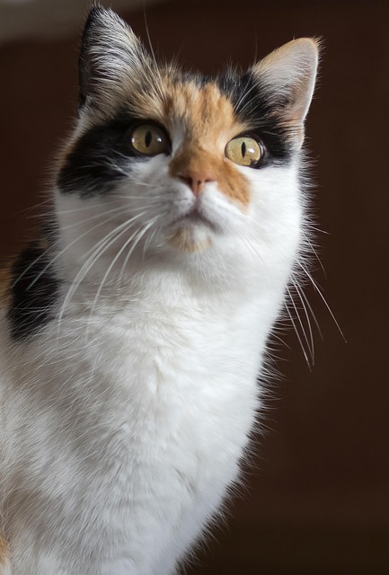 Animal Domestico, Gato