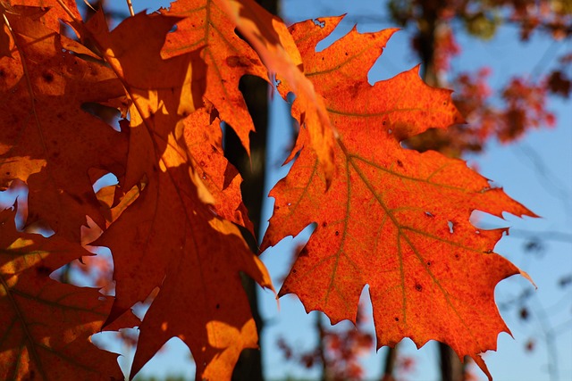 Free Light Autumn photo and picture