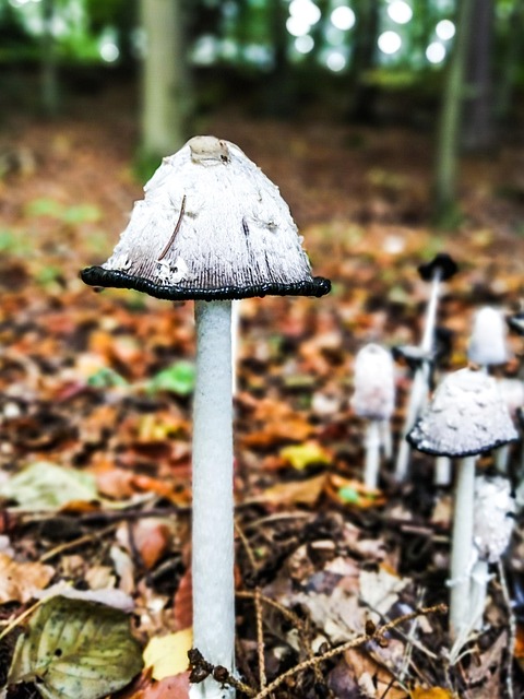 Free Mushroom Tintling photo and picture