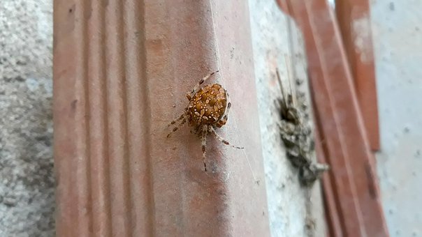 Păianjen, Natura, Slovenia, Insectă