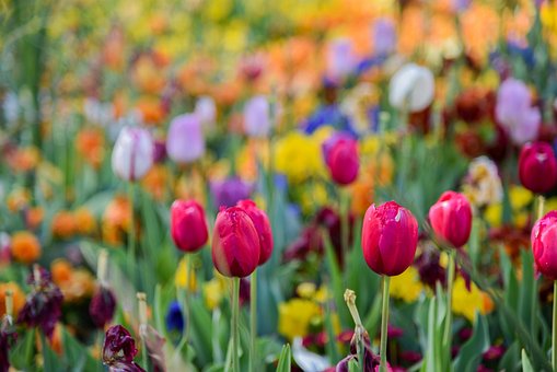 Free Tulip Colour photo and picture