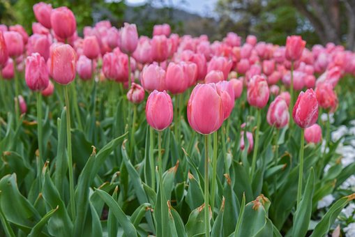 Free Tulip Colour photo and picture
