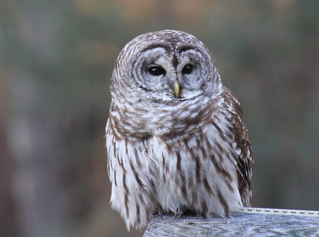Free Owl Barred photo and picture