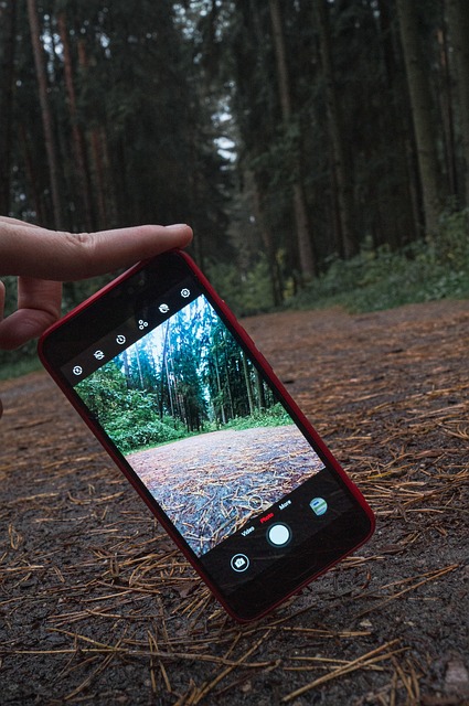 Free Forest Grass photo and picture