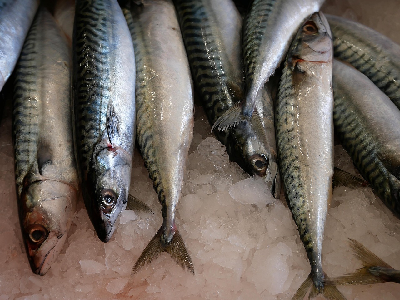Fish - free online jigsaw puzzle photo