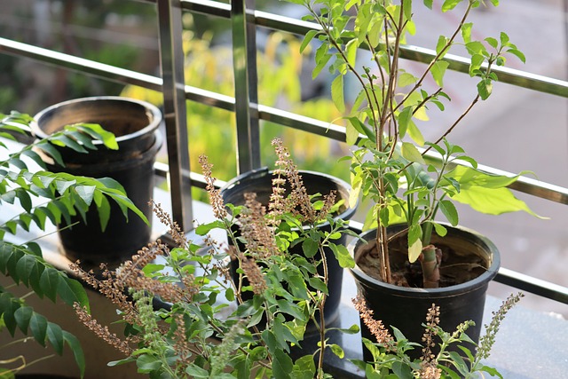 Free Leaves Basil photo and picture