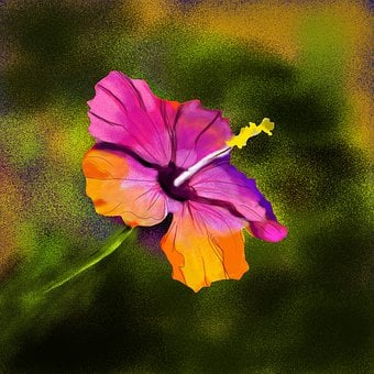Blomst, Rose, Flora, Blomster, Natur