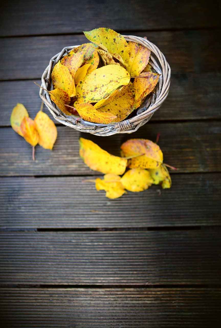 Leaves Fall Autumn - Free photo on Pixabay - Pixabay