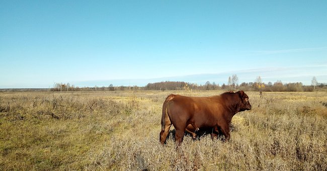 Free Bull Breed photo and picture