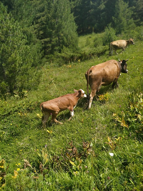 Køer, Kalv, Natur, Kvæg, Græsgange