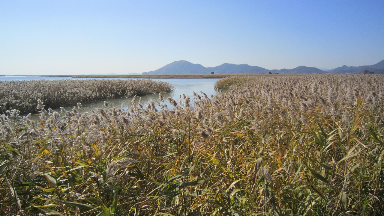 Wavey Sea Reeds Sea Reed Nature Tideland - Free photo on Pixabay - Pixabay