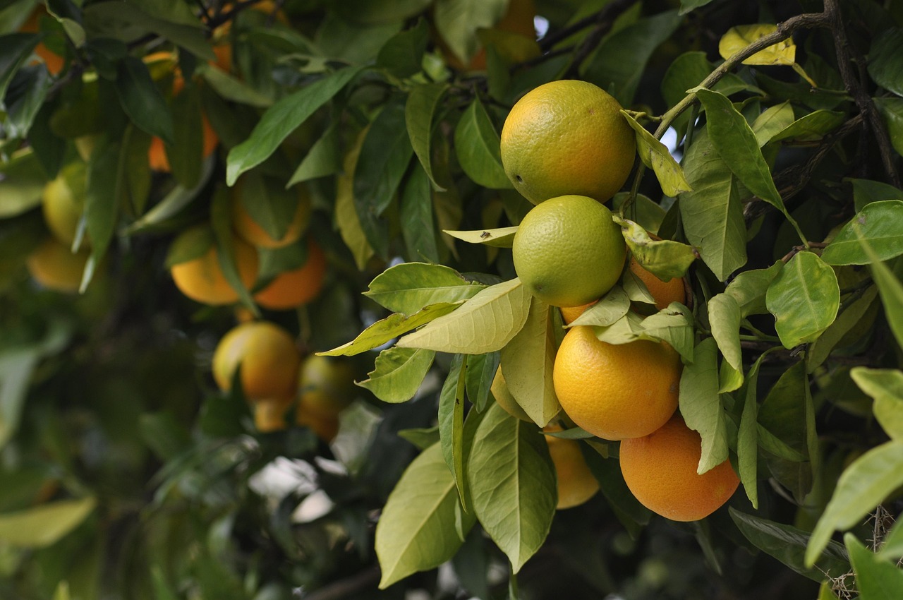4 000 Free Citrus Fruit Images Pixabay