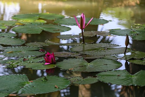 Lotus, Blumen, Natur, Rosa, Teich