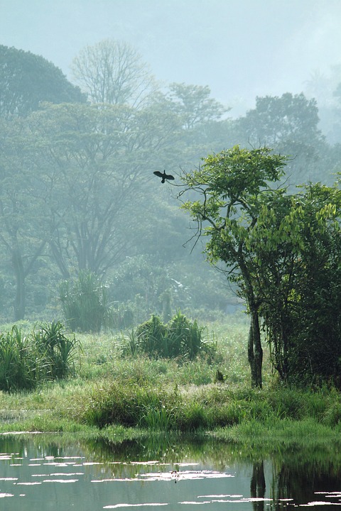 kerala-4566351_960_720.jpg