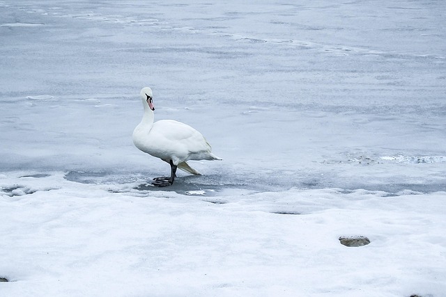 Cisne, Inverno, Gelo, Neve, Selvagem