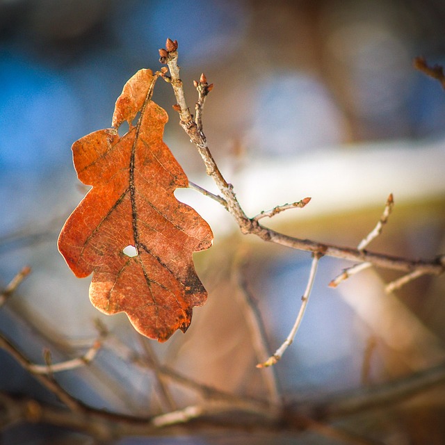 Outono, Folha, Laranja, Inverno, Cair