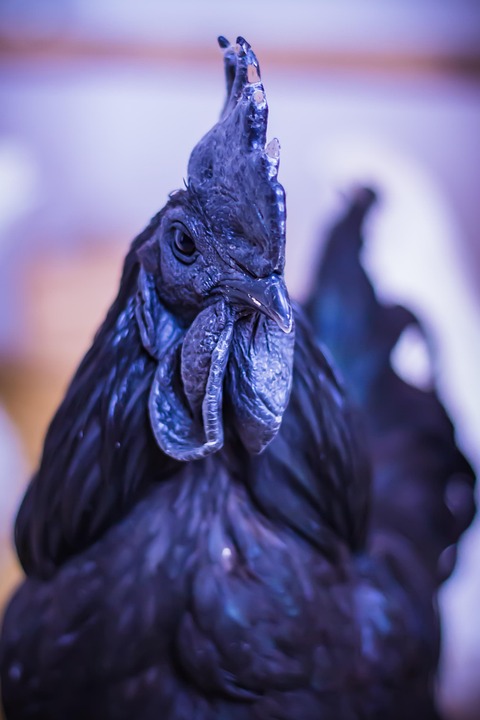 Ayam Cemani Hahn Chicken Black - Free photo on Pixabay
