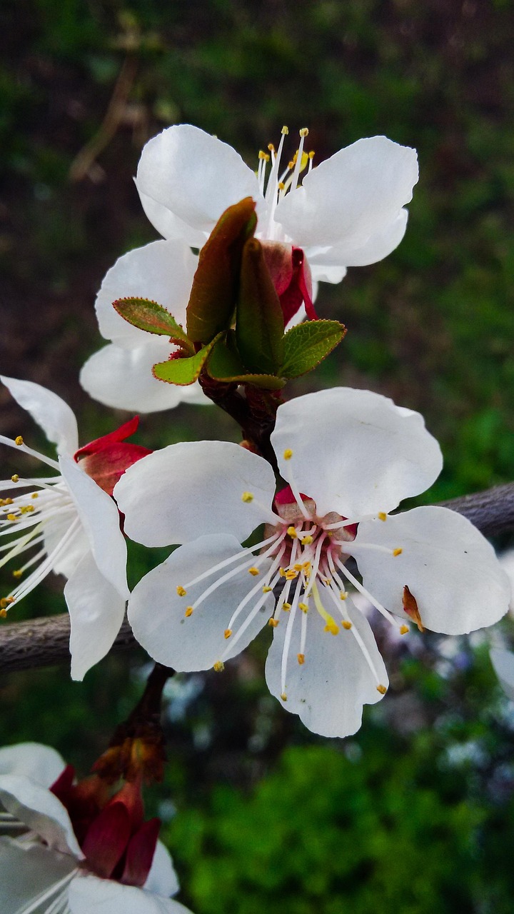 Fleurir Fleurs Nature - Photo gratuite sur Pixabay - Pixabay