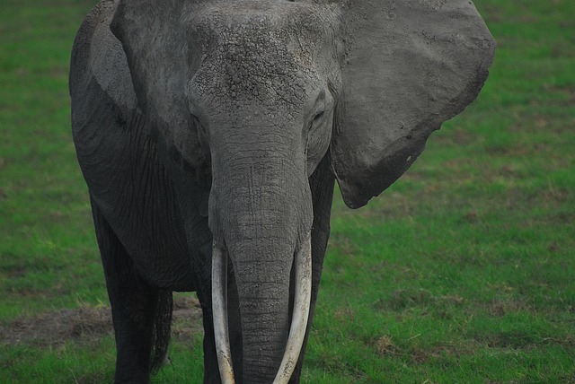 Free Elephant Ivory photo and picture