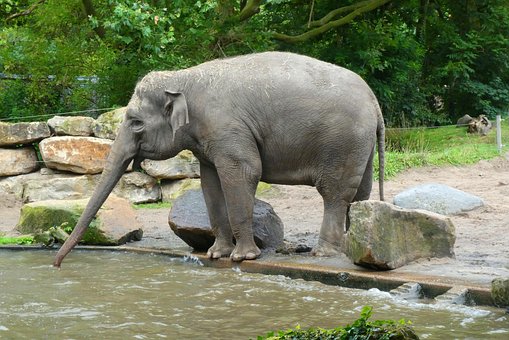 100以上の無料幸せな村 動物園画像 Pixabay 100以上の無料幸せな村 動物園画像 Pixabay