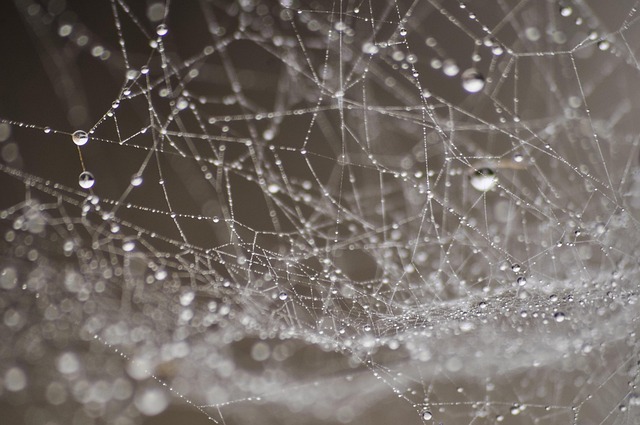 dew, water, drop, droplets, dewdrop, nature, spider web, cob web, spiderweb, cobweb, morning, light, wet, raindrop, rain