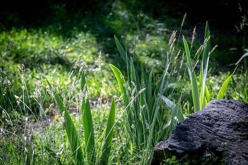 Natur, Utenfor, Landskap