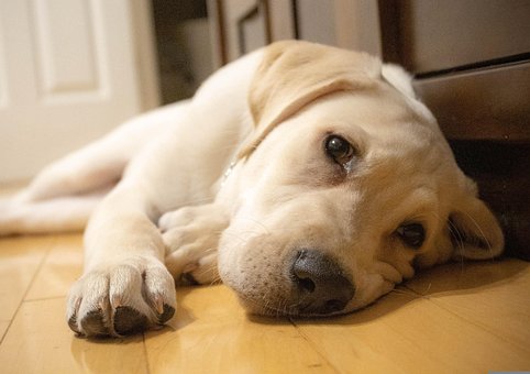 Hund, Labrador, Lab, Hjørnetann, Valp