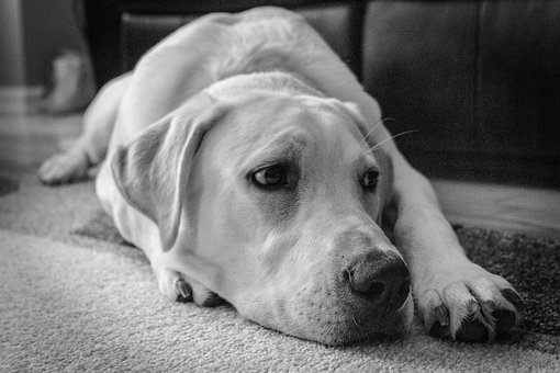 Hund, Labrador Gjenerverve, Dyr