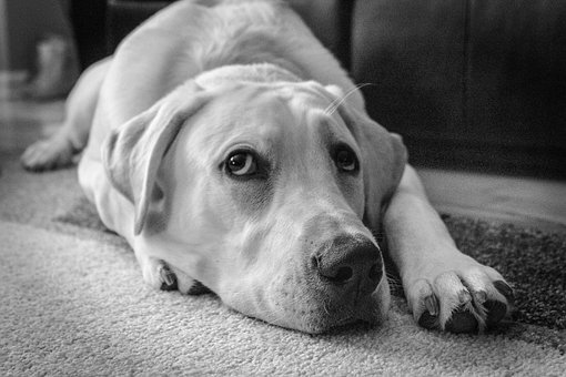 Perro, Canino, Hjørnetann