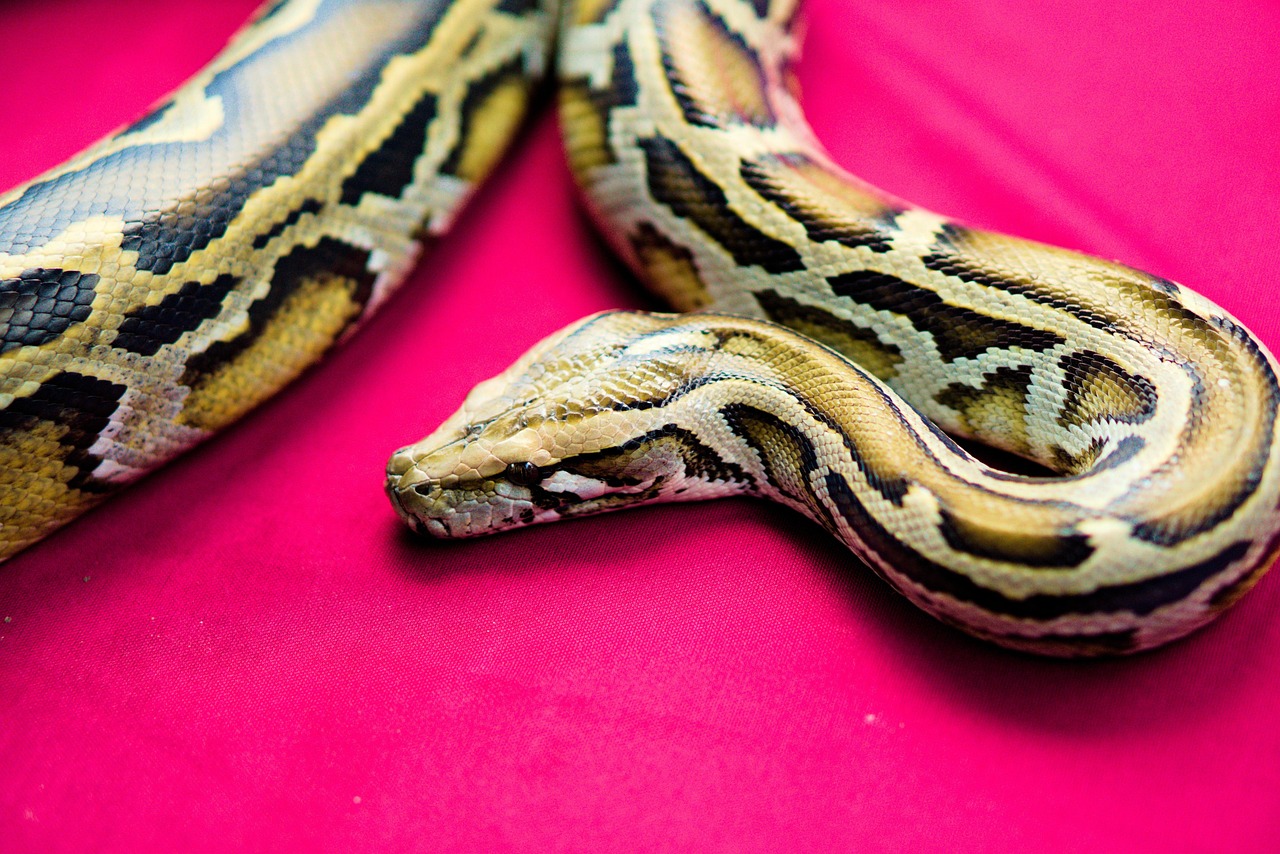 蛇 Python 动物 - Pixabay上的免费照片 - Pixabay