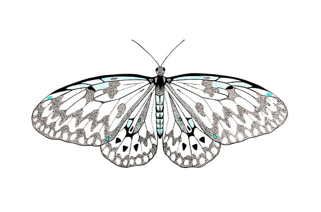Free butterfly decorative insect illustration