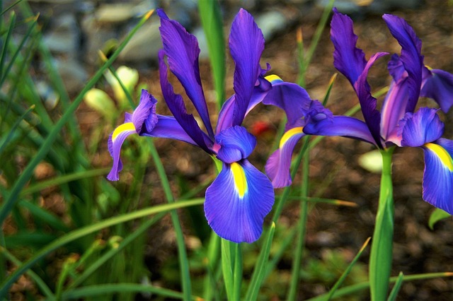 Free Easter Flowers Purple photo and picture