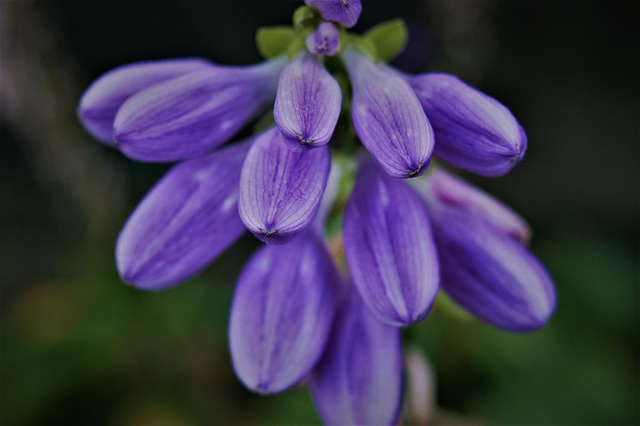 Free Easter Flowers Purple photo and picture