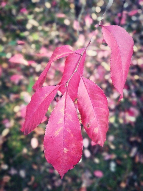 Free Leaf Autumn photo and picture