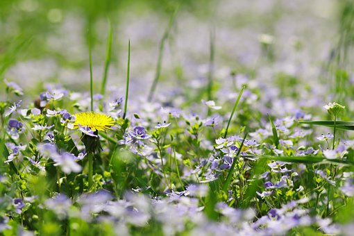 Löwenzahn, Wiese, Pflanzen, Blume, Gras